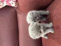 Sevimli Scottish Fold Bebekler Yeni Yuvasını Arıyor