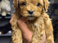 Maltipoo yavrular