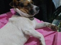 Köpeğimize dişi eş aranır