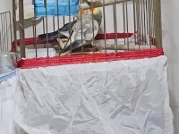 Yeni eşleme sultan papağanlar 1 yaşındalar