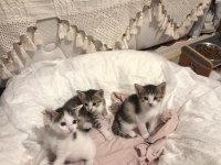 KÖYDEN KURTARILAN BEBİŞ KEDİLERE ACİL YUVA ARIYORUZ