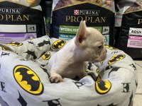 Egzotik mavi gözlü french bulldog bebek