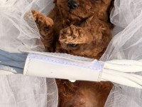 Toy poodle yavrularımız kore hazır