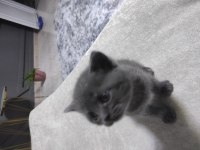 Cins kedimiz british shorthair