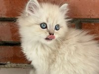 Masmavi gözlü longhair yavru