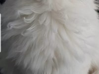 British longhair silver