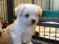 Son kalan dişi yavru köpeğimiz