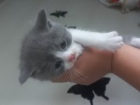 Ücretli sahiplendirme british shorthair
