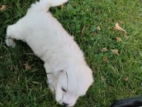 Kendi beslediğim maltese köpeğimin yavruları üretici değilim