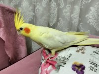 Lutino erkek sultan papağanı
