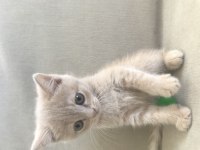 Yavru british shorthair kedimiz