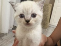 British shorthair kediler