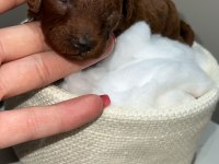 Red brown renk ırk garantili kore poodle bebekler