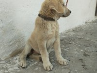 Yavru kangal akbaş kırması