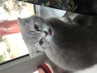 Patili dost scottish fold