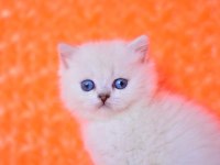 Süt Beyaz NS1133 British Shorthair
