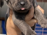 Cane corsa alan koruma köpeği yavruları 