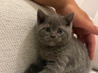 British Shorthair Yavrularımıza Yuva Arıyoruz