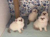 A kalite scottish fold yavrularımız yeni yuvasına hazır