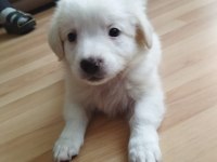 Yavru dişi köpeğimiz