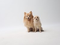 Pomeranian yavru 6 aylık