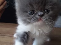 Pofuduk iran kedisi poğaça