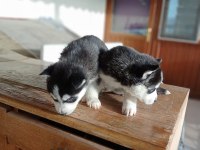 AYRANCI MAHALLESİNDEN MAVİ GÖZLÜ HUSKY YAVRULARI