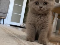 Scottish Fold (Kahve) ve Scottish Fold Blue Point (Lokum)