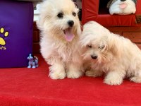 MALTESE TERRİER