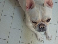 Sahiplendirme izmir içi french bulldog