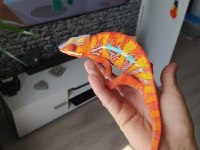 Özel Panter Bukalemun