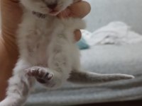 Kedimizin mama kum eğitimi var