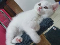 Oyun canavarı british shorthair sahiplendim diyeceksiniz