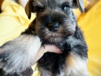 FCI şecereli Miniatute Schnauzer yavruları