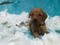 Güzel poodle yavrularımız yeni yuvalarını arıyor