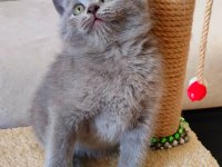 ŞEKERİLİNKOO YAVRU KEDİMİZ