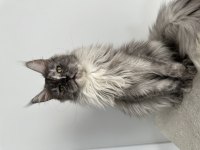 FULL ŞECERELİ POLYDACTYLY DİŞİ MAİNE COON