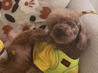 Poodle kızımız
