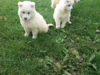 AKKUŞ ÜRETİM ÇİFTLİĞİNDEN SAMOYED YAVRULARI