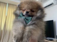 Çok Güzel Mini Erkek Ayı Surat Pomeranian