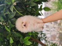 Show kalite pomeranian boo