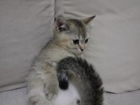 GOLDEN NY12 KEDİMİZ YENİ SAHİBİNİ BEKLİYOR