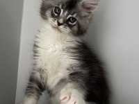 SAĞLIK VE IRK GARANTİLİ MİNİK DEV KEDİLER