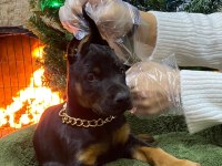 Orijinal king Doberman Yavruları