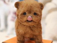 EN AKILLI VE TATLI TOY POODLE BEBEKLERIMIZ