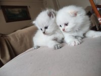 British Shorthair Blue Point Blue Eyes Mavi Gözlü