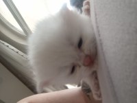 British shorthair rezerve