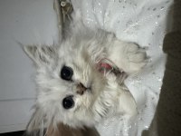 2 aylık yavru british longhair bebekler
