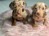 Merle Dachshund Sosis Köpek Yavruları