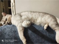 British shorthair 2 yaşında dişi